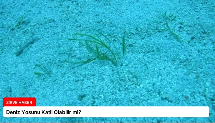 Deniz Yosunu Katil Olabilir mi?