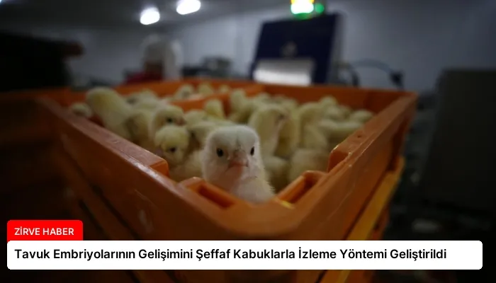 Tavuk Embriyolarının Gelişimini Şeffaf Kabuklarla İzleme Yöntemi Geliştirildi