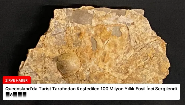 Queensland’da Turist Tarafından Keşfedilen 100 Milyon Yıllık Fosil İnci Sergilendi ⏬👇