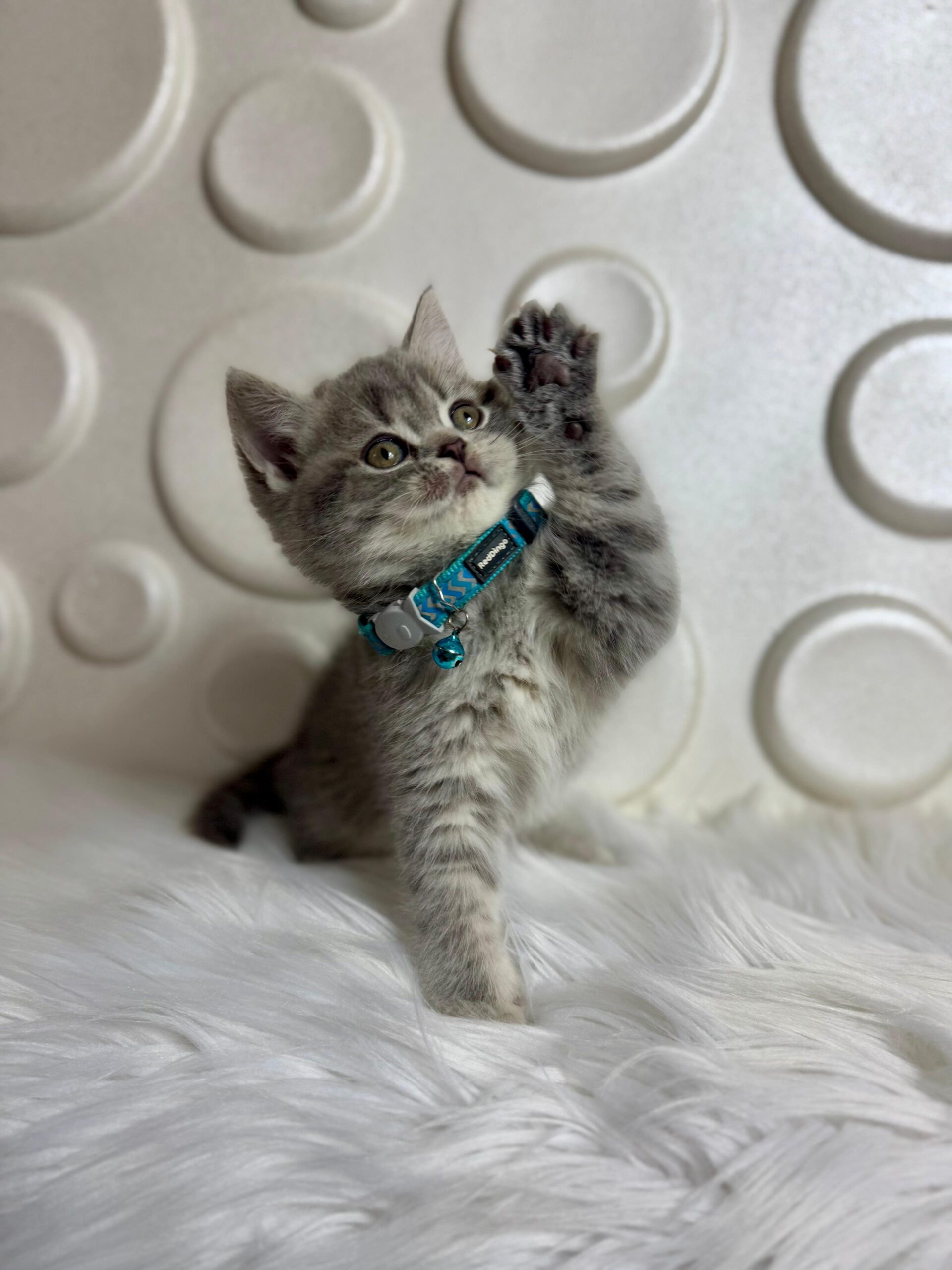 British Shorthair Karakteri ve Fiziksel Özellikleri