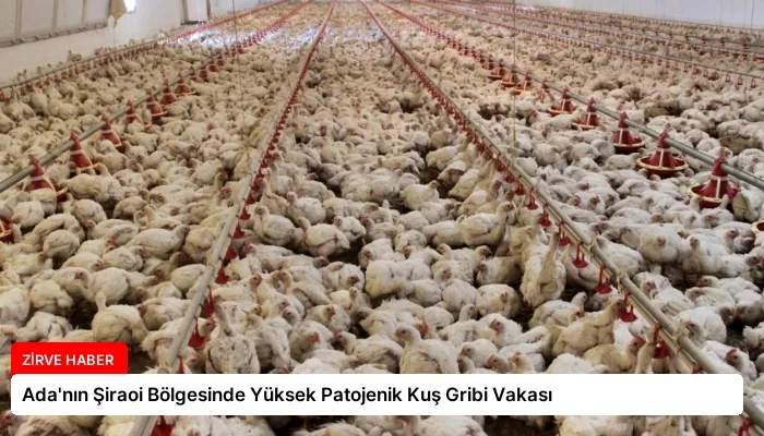 Ada’nın Şiraoi Bölgesinde Yüksek Patojenik Kuş Gribi Vakası