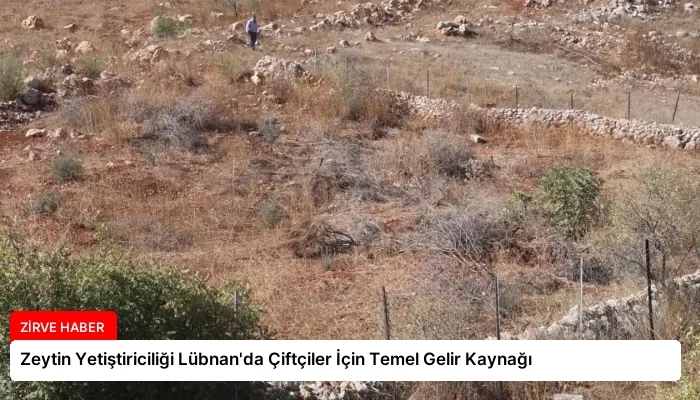 Zeytin Yetiştiriciliği Lübnan’da Çiftçiler İçin Temel Gelir Kaynağı