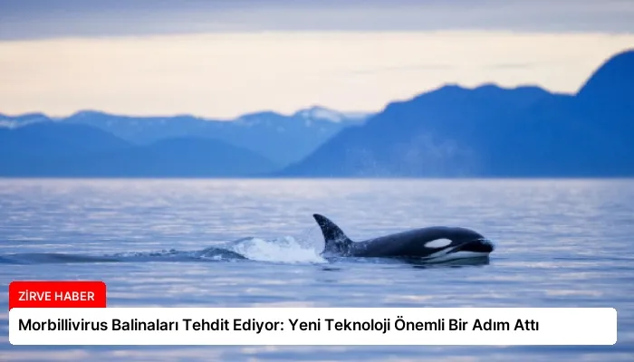 Morbillivirus Balinaları Tehdit Ediyor: Yeni Teknoloji Önemli Bir Adım Attı