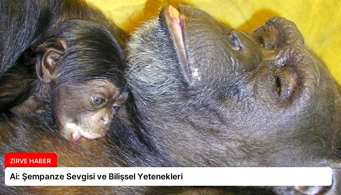 Ai: Şempanze Sevgisi ve Bilişsel Yetenekleri