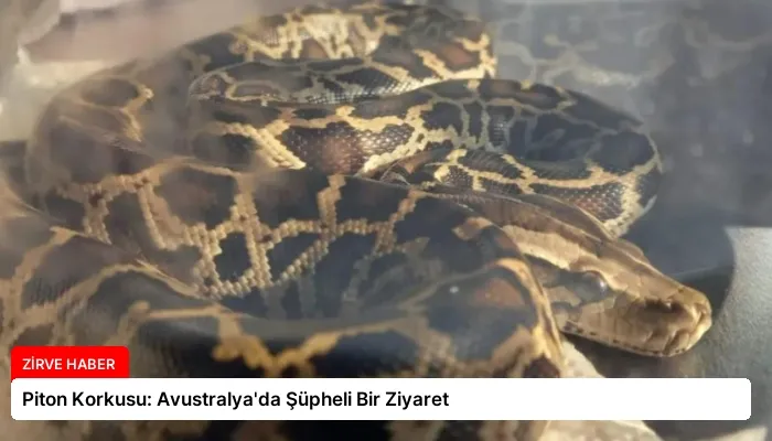 Piton Korkusu: Avustralya’da Şüpheli Bir Ziyaret