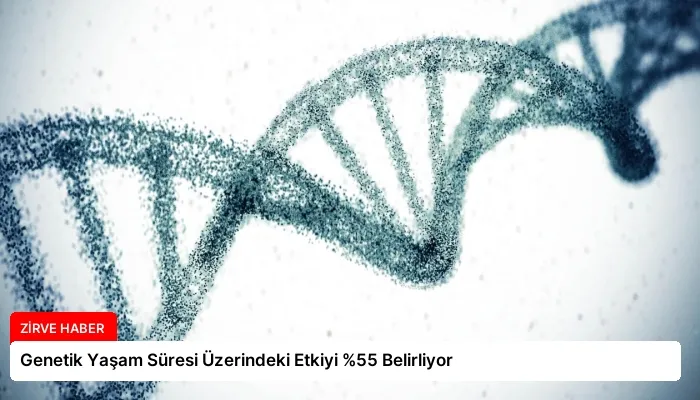 Genetik Yaşam Süresi Üzerindeki Etkiyi %55 Belirliyor