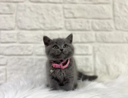British Shorthair Fiyatları Hakkında Merak Edilenler Nelerdir