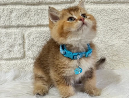 Petyasam.com İle Kedi Sahiplenmeye Güvenli Bir Adım