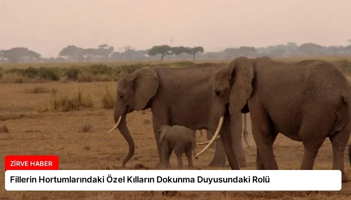 Fillerin Hortumlarındaki Özel Kılların Dokunma Duyusundaki Rolü