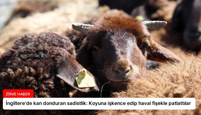 İngiltere’de kan donduran sadistlik: Koyuna işkence edip havai fişekle patlattılar
