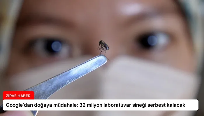 Google’dan doğaya müdahale: 32 milyon laboratuvar sineği serbest kalacak