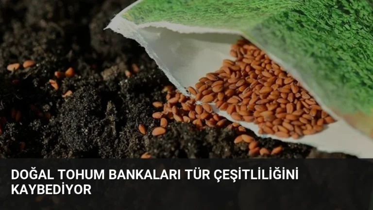 Doğal Tohum Bankaları Tür Çeşitliliğini Kaybediyor