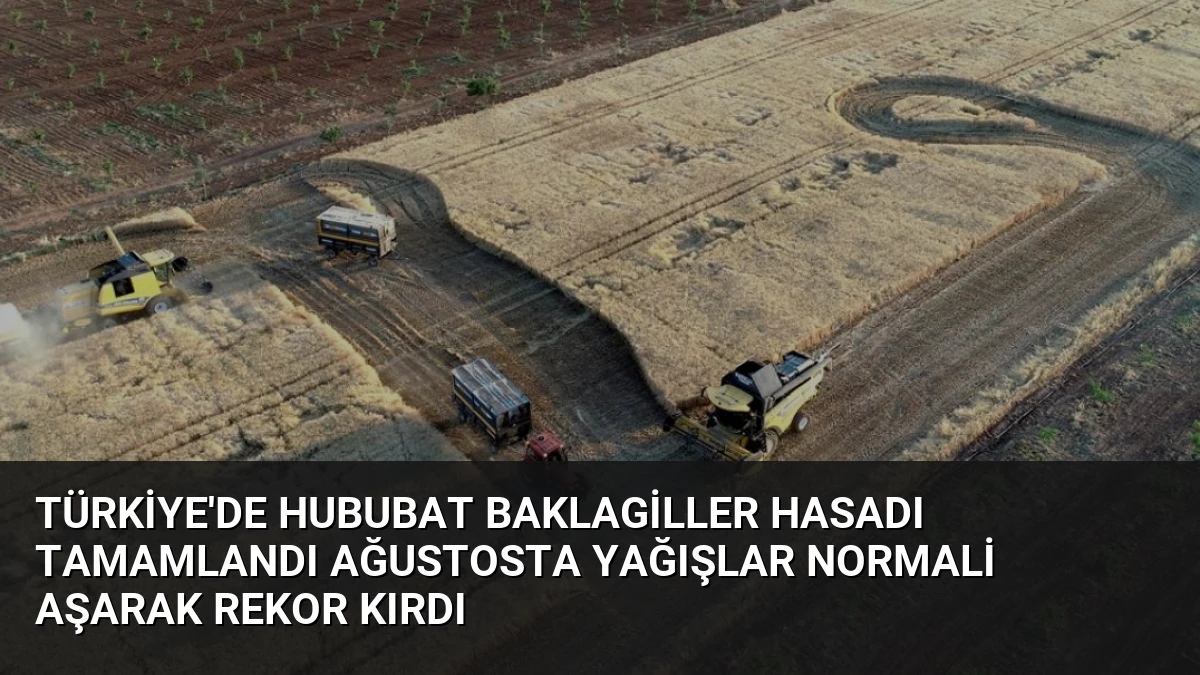 Türkiye’de Hububat Baklagiller Hasadı Tamamlandı Ağustosta Yağışlar Normali Aşarak Rekor Kırdı